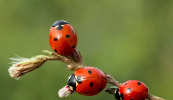 てんとう虫の象徴、意味、トーテム、夢