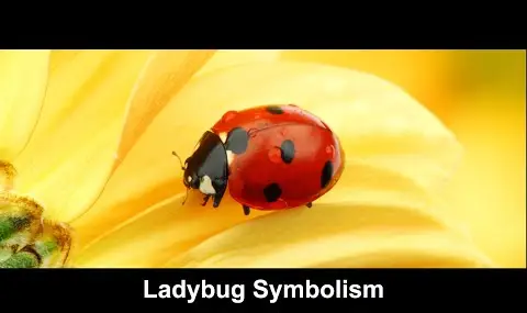 てんとう虫の象徴性