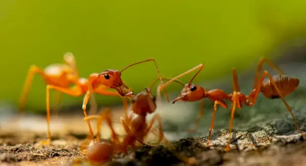 Symbolik der Feuerameise