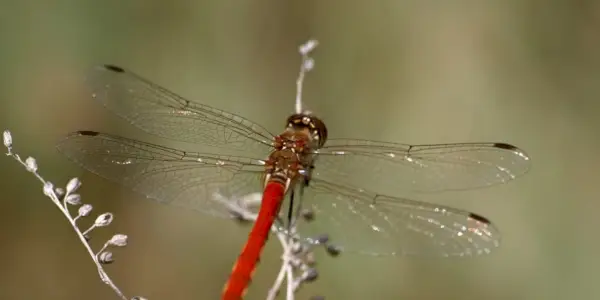 Libellule, Insecte, Signification De La Libellule, Symbolisme De La Libellule, Totem De Libellule, Rêve De Libellule