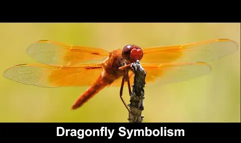 Symbolisme de la libellule