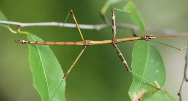 Stick Bug Totem, Stick Bug Dream, Spazierstock-Insektensymbolik und Botschaften