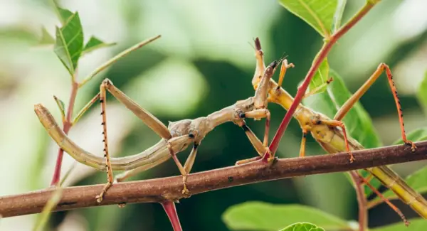 Stockkäfer-Symbolik