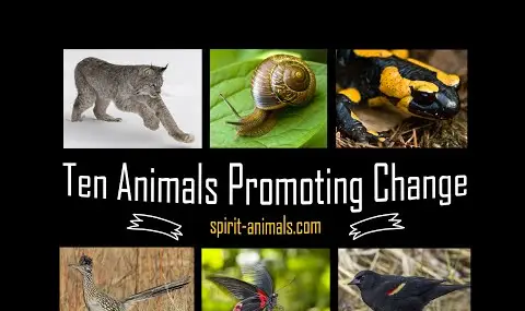 YouTube プレーヤー