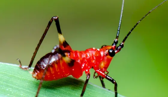 クリケット、昆虫、虫、動物のメッセージとトーテム、クリケットの象徴、クリケットの意味、クリケットのトーテム、クリケットの夢、およびメッセージ