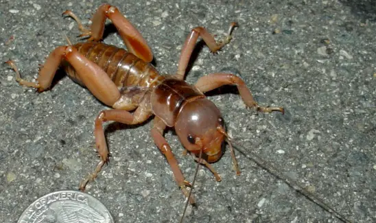 クリケットの象徴性