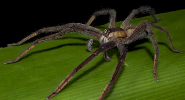 Edderkoppens betydning