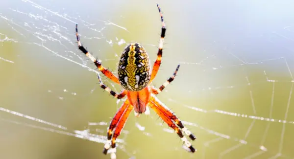 Marmoreret Orb Weaver Spider Totem