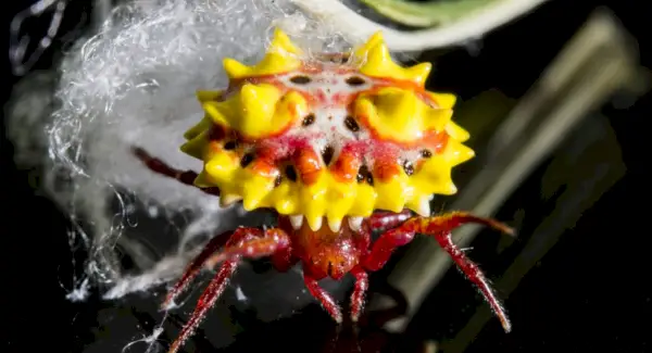 Spiny Orb Weaver Spider Symbolism