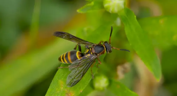 Symbolisme de la guêpe et messages