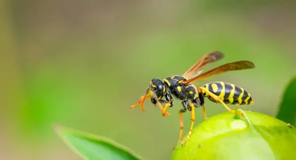 Totem de guêpe, rêves