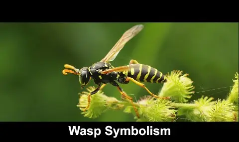 Symbolisme de la guêpe