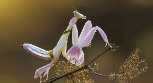 Význam kudlanka nábožná