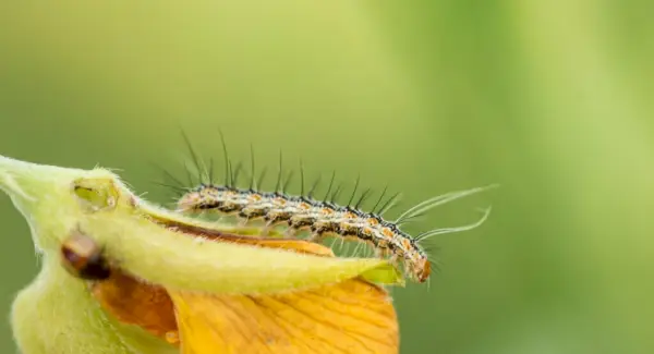 キャタピラーの象徴、夢、そしてメッセージ