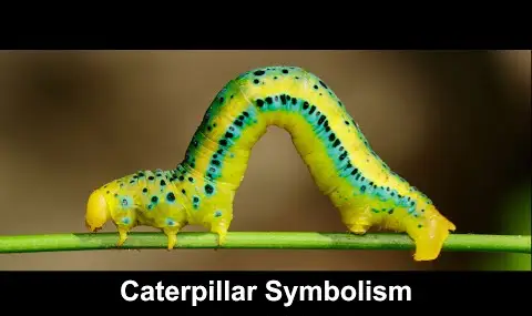 毛虫の象徴性