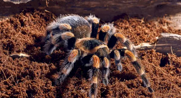 타란툴라 상징주의