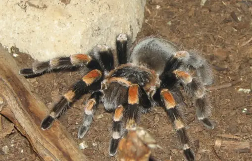 타란툴라 상징주의