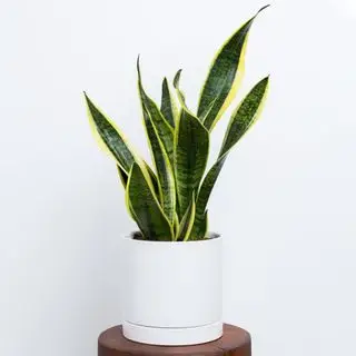 Planta cobra