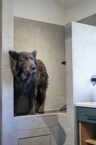 chien dans une douche pour chien dans le local à chaussures