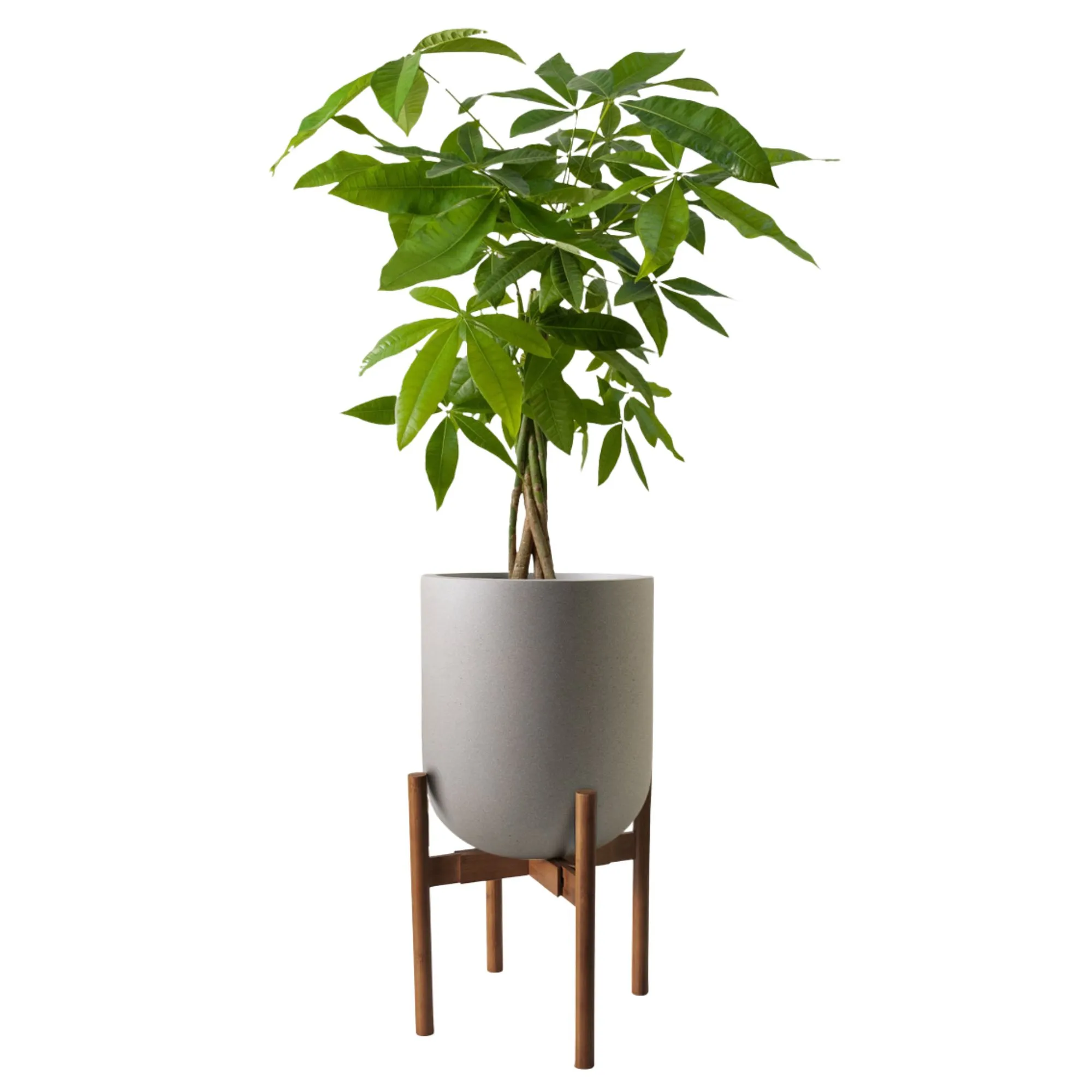 strom peňazí v kvetináči' loading='lazy' title=