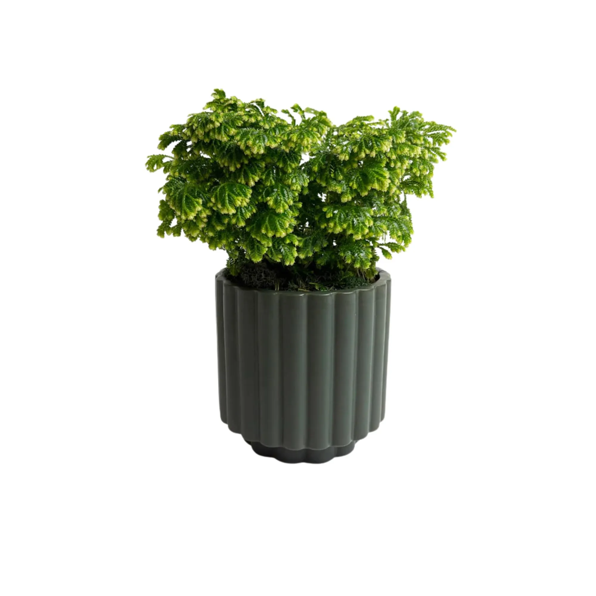 malá rastlina' loading='lazy' title=