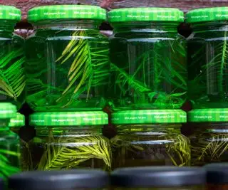 Borovicové řízky namáčené ve sklenicích