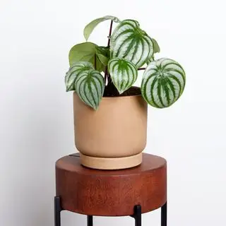 plante d'intérieur pastèque Greendigs