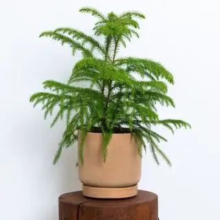 plante d'intérieur en pin de Norfolk de Greendigs