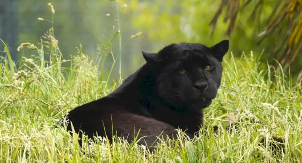 Jaguar Negro, Gato Grande, Mamífero, Mensajes De Animales, Tótems, Simbolismo Del Jaguar, Significado Del Jaguar, Tótem Del Jaguar, Sueño Del Jaguar, Mensajes