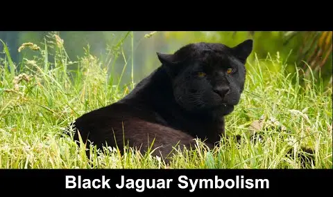 Simbolismo del jaguar