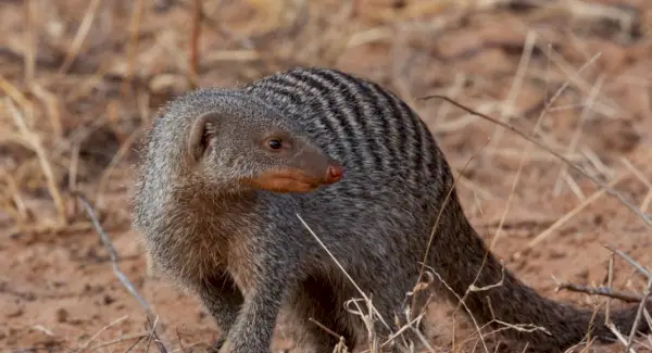 Simbolismo, sueños y mensajes de la mangosta bandeada