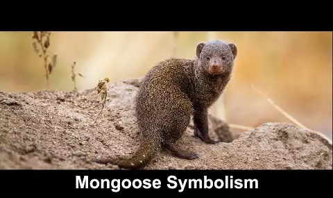 Simbolismo de la mangosta