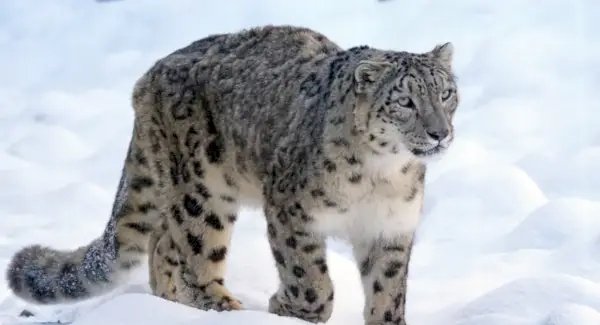 Simbolismo do Leopardo da Neve