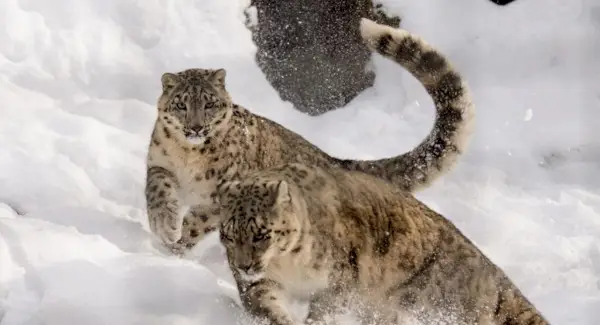 Totem do leopardo da neve, sonhos, mensagens