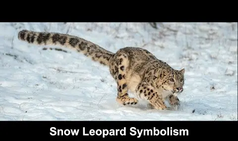 Simbolismo do Leopardo da Neve