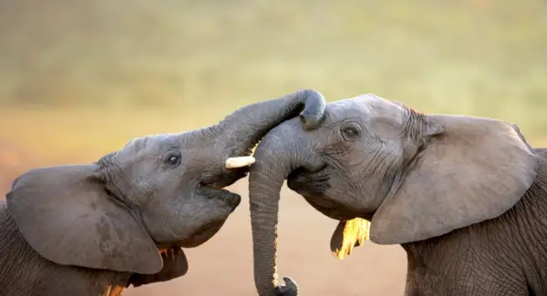 Elephant Totem, Elephant Dream, Messages