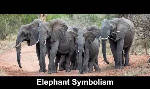Elefantsymbolik