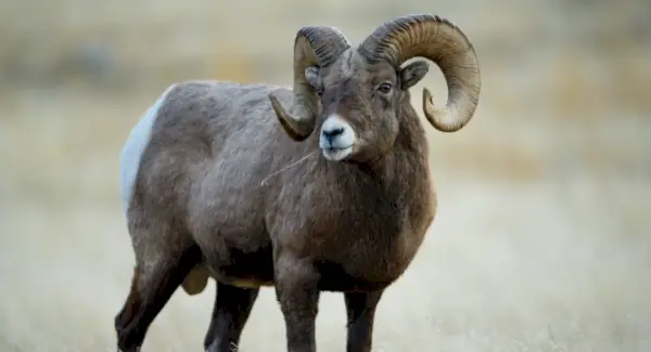 Symbolik, Träume und Botschaften von Dickhornschafen