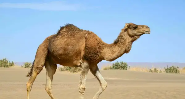 ラクダ, 哺乳類, 動物のメッセージとトーテム, ラクダの象徴, ラクダの意味, ラクダのトーテム, ラクダの精霊動物, ラクダの夢
