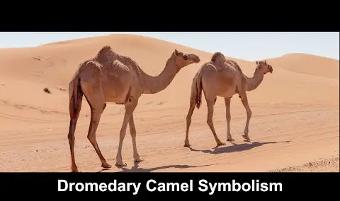 ラクダの象徴性