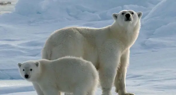 Symbolika niedźwiedzia polarnego