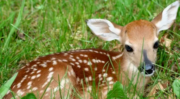 사슴의 상징, 사슴의 의미, 사슴 토템, 사슴 꿈, 메시지