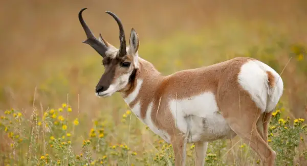 Antilope symbolisme, antilope drøm
