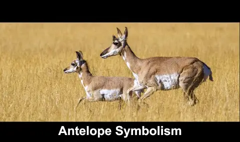 Antilope symbolisme