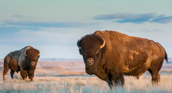 Büffelsymbolik, Büffelbedeutung