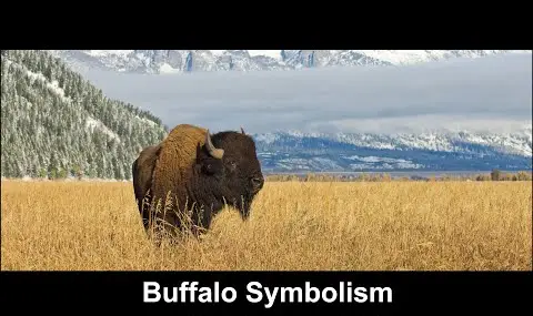 Büffelsymbolik