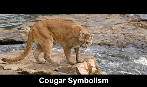 Symbolika kuguara