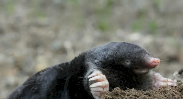 두더지 상징주의