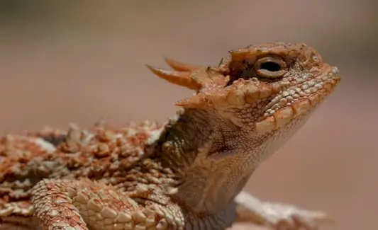 뿔도마뱀, 파충류, Spirit-Animals.com, 도마뱀 상징, 도마뱀 의미, 도마뱀 토템, 도마뱀 꿈, 메시지