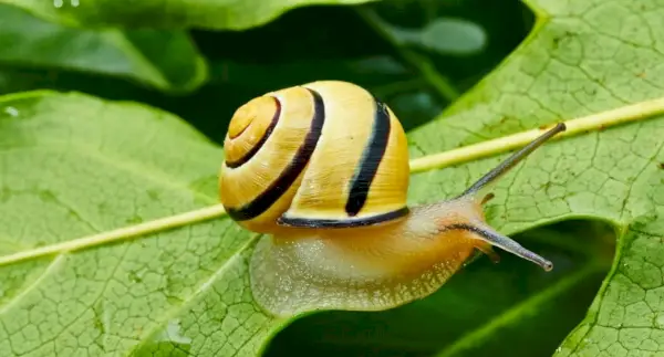 Schneckensymbolik, Schneckenbedeutung